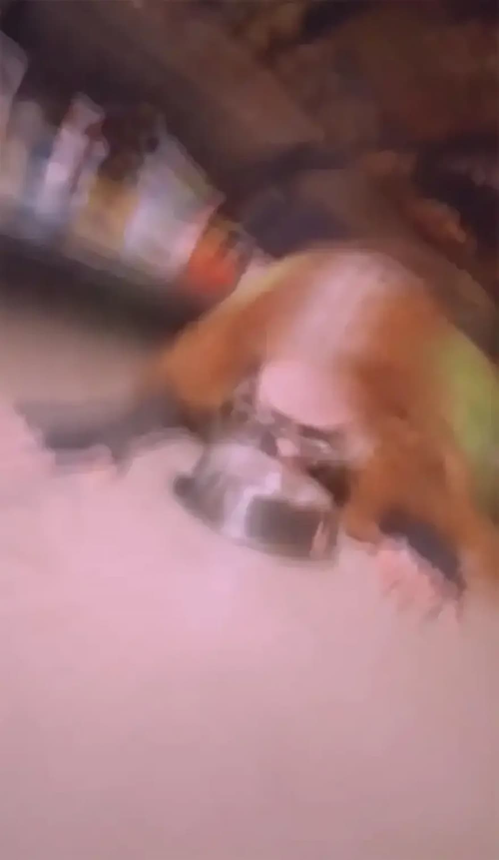Η Μαντόνα γλύφει νερό από ένα μπολ σκύλου