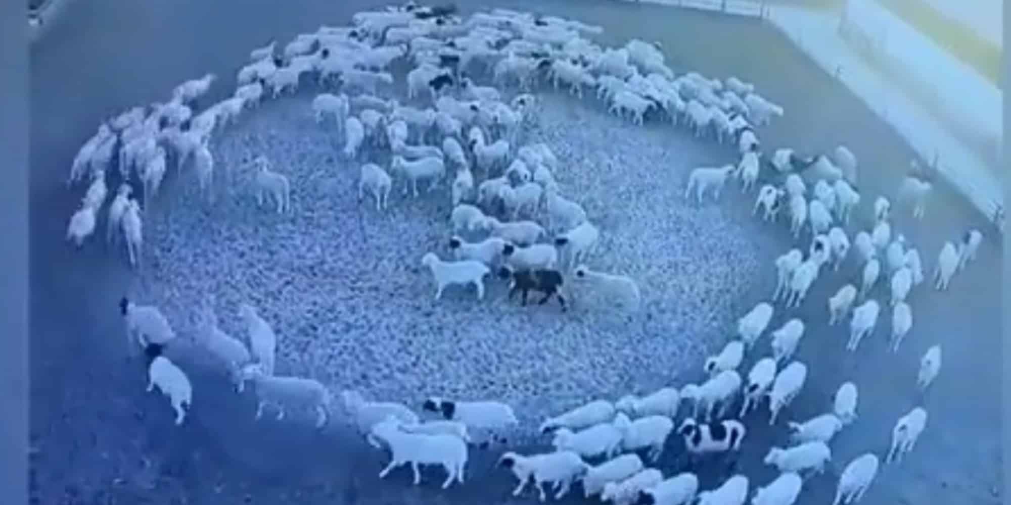 Τα πρόβατα που κάνουν κύκλο στην Κίνα