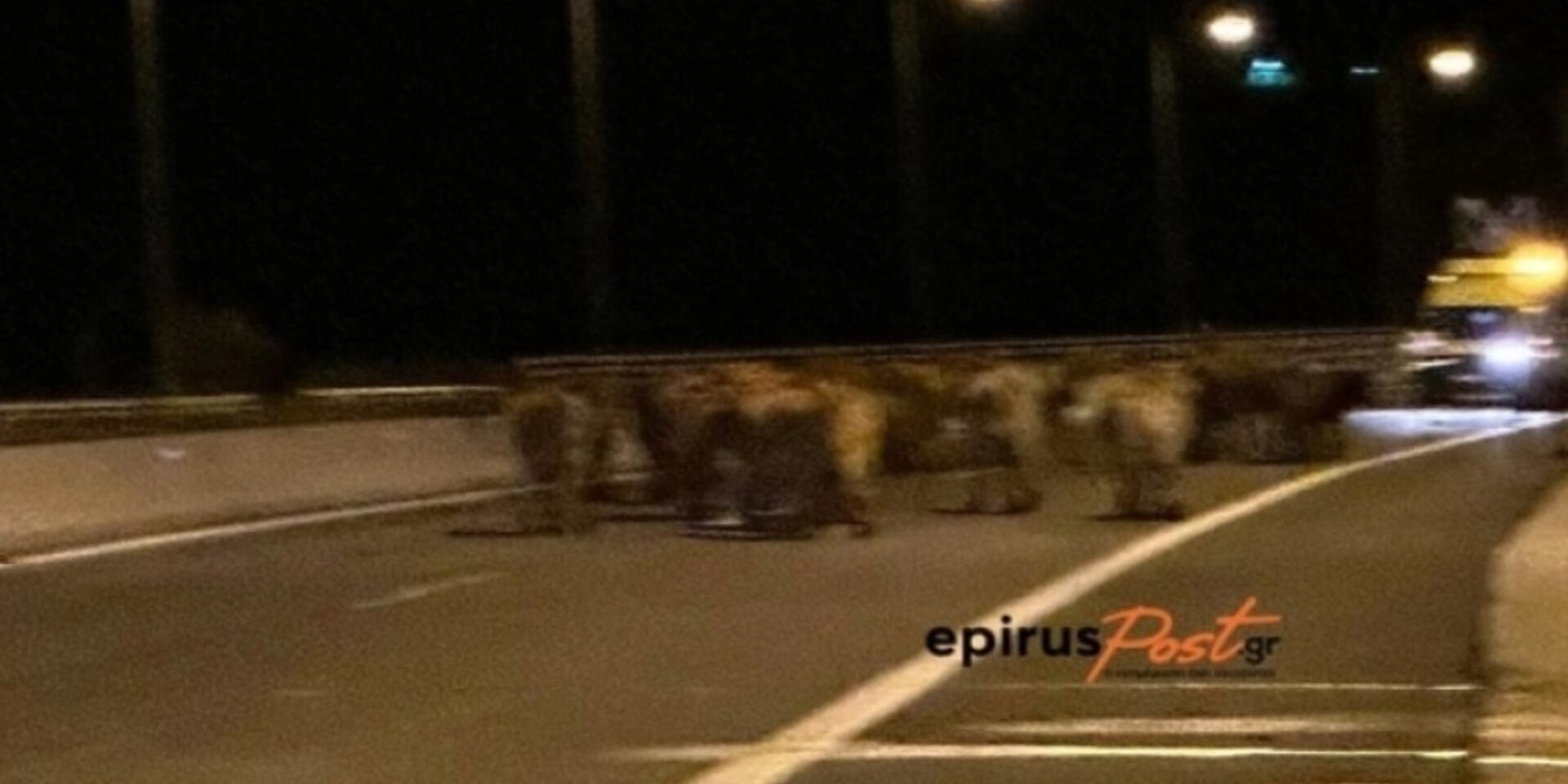 Αγελάδες έκλεισαν την Εγνατία Οδό στα Ιωάννινα