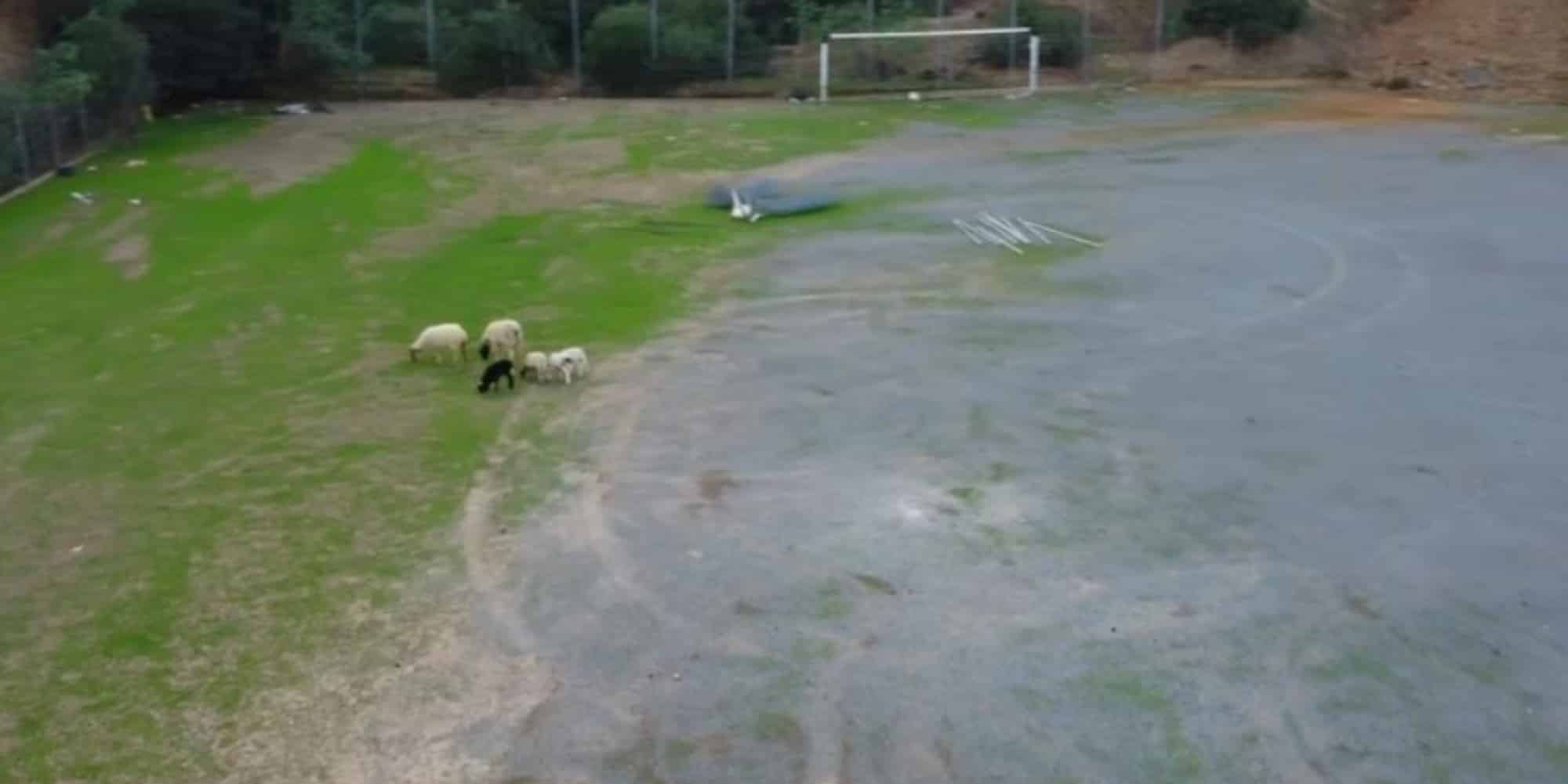 Πρόβατα έφαγαν το χορτάρι σε ποδοσφαιρικό γήπεδο