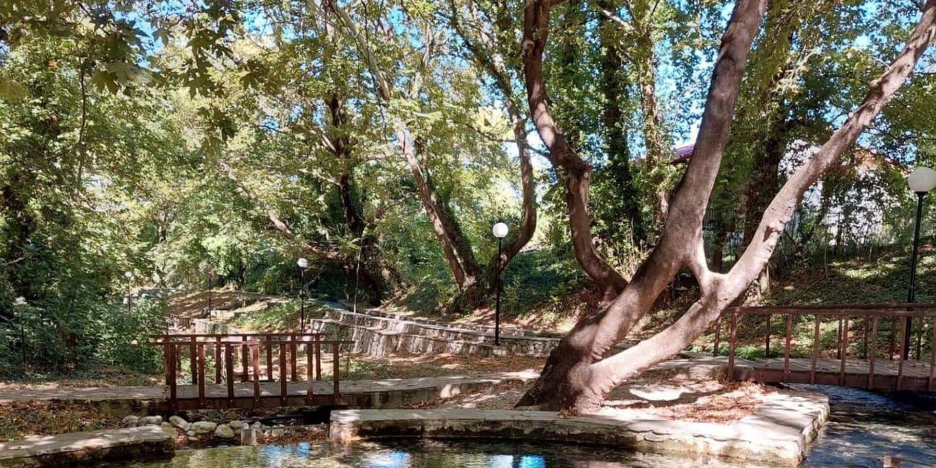 Υπεραιωνόβια πλατάνια στον Σπερχειό