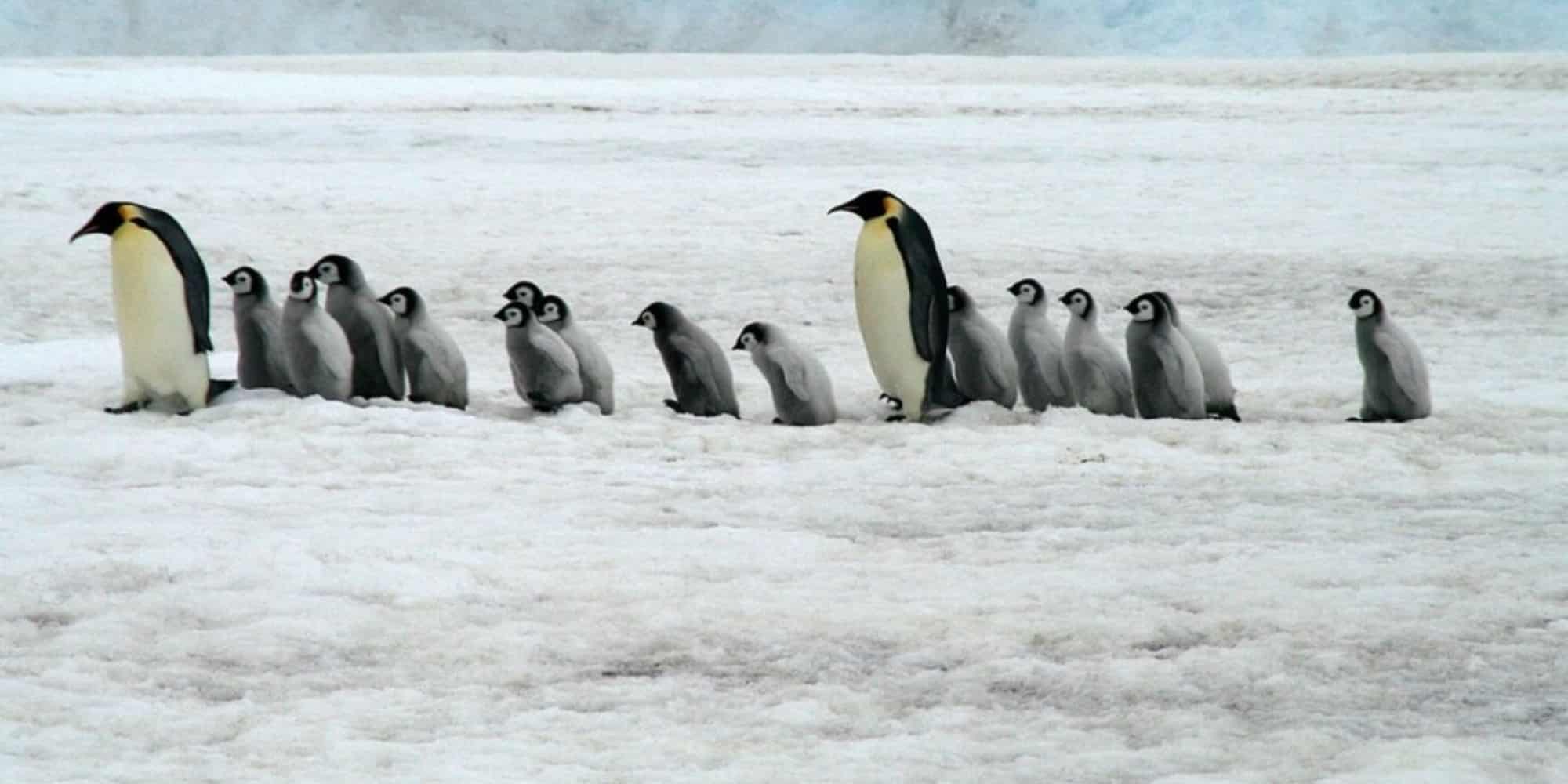 Αυτοκρατορικoί πιγκουίνοι