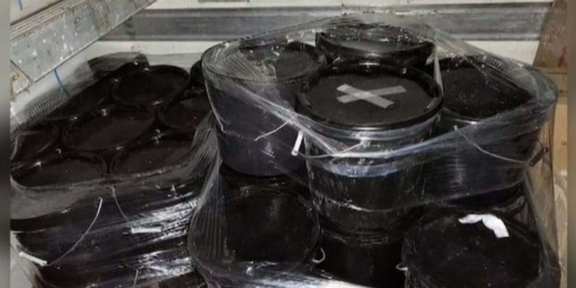 Τα αγγούρια της θάλασσας που κατασχέθηκαν