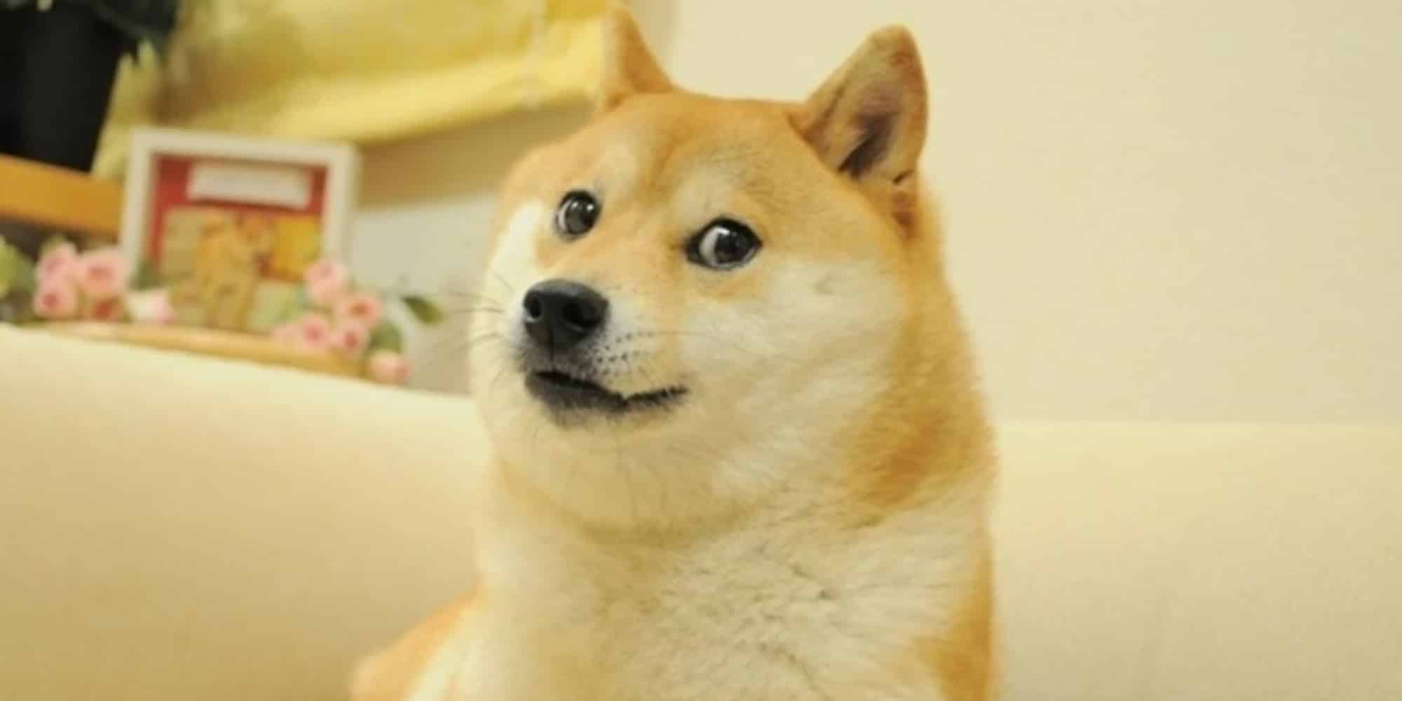 H Kabosu, η σκυλίτσα πίσω από το δημοφιλές meme, είναι σοβαρά άρρωστη