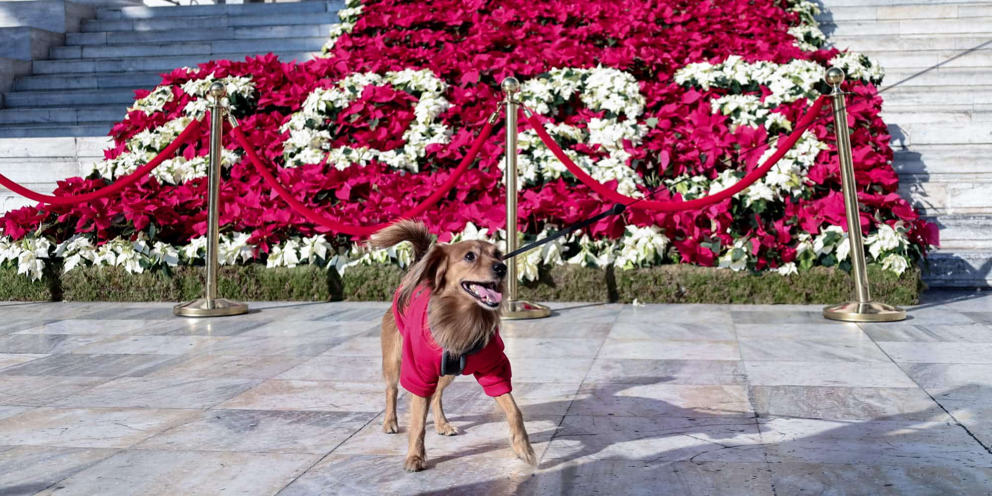 Σκύλος μπροστά σε σύνθεση με λουλούδια που σχηματίζουν το 2023, στο Δημοτικό Θέατρο Πειραιά