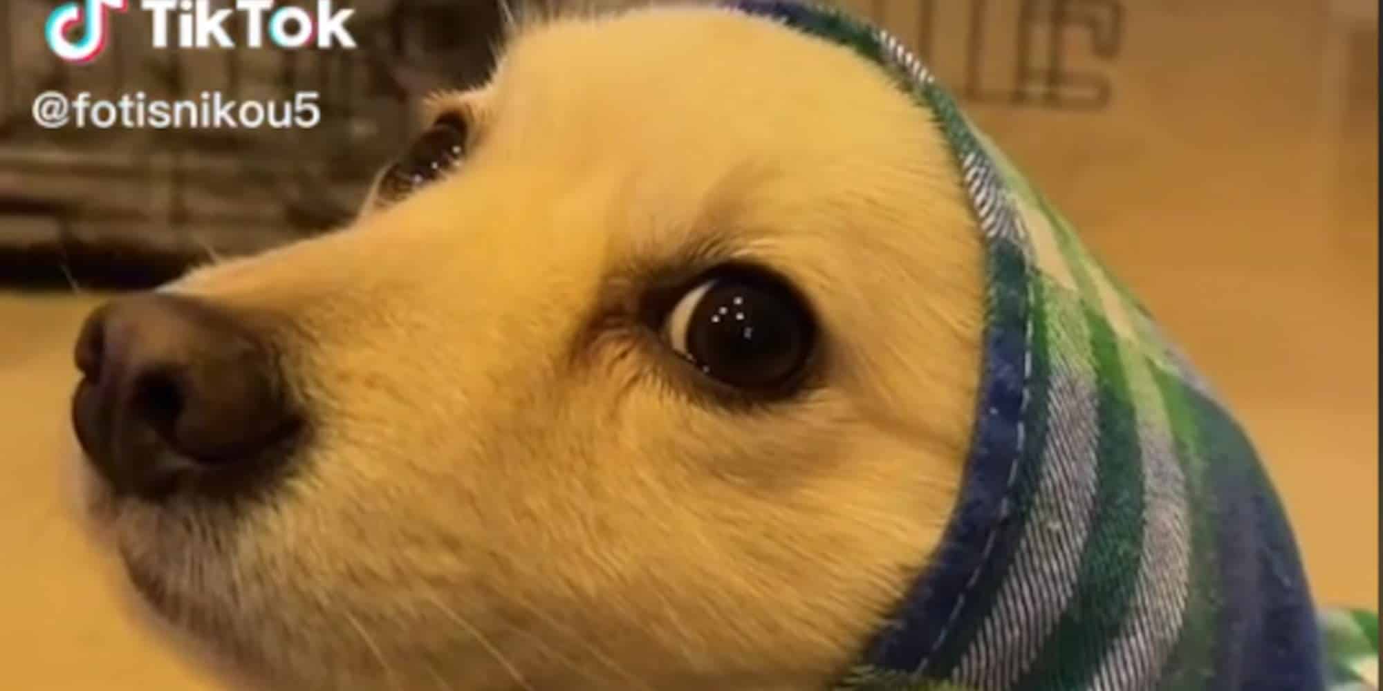 Το απόλυτο viral με σκυλάκια και ατάκα από ταινία της Βουγιουκλάκη στο TikTok
