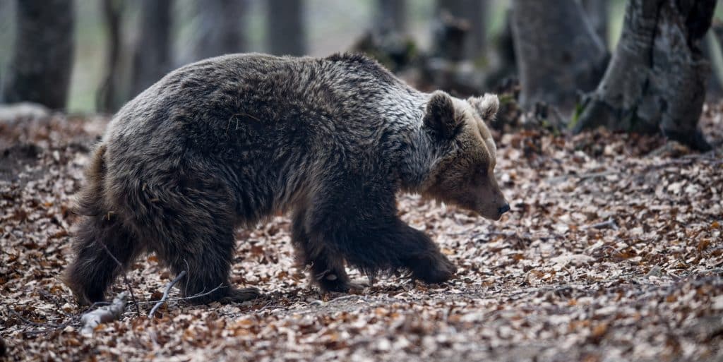 Ο καιρός αποτελεί εμπόδιο για τις αρκούδες στην Πίνδο