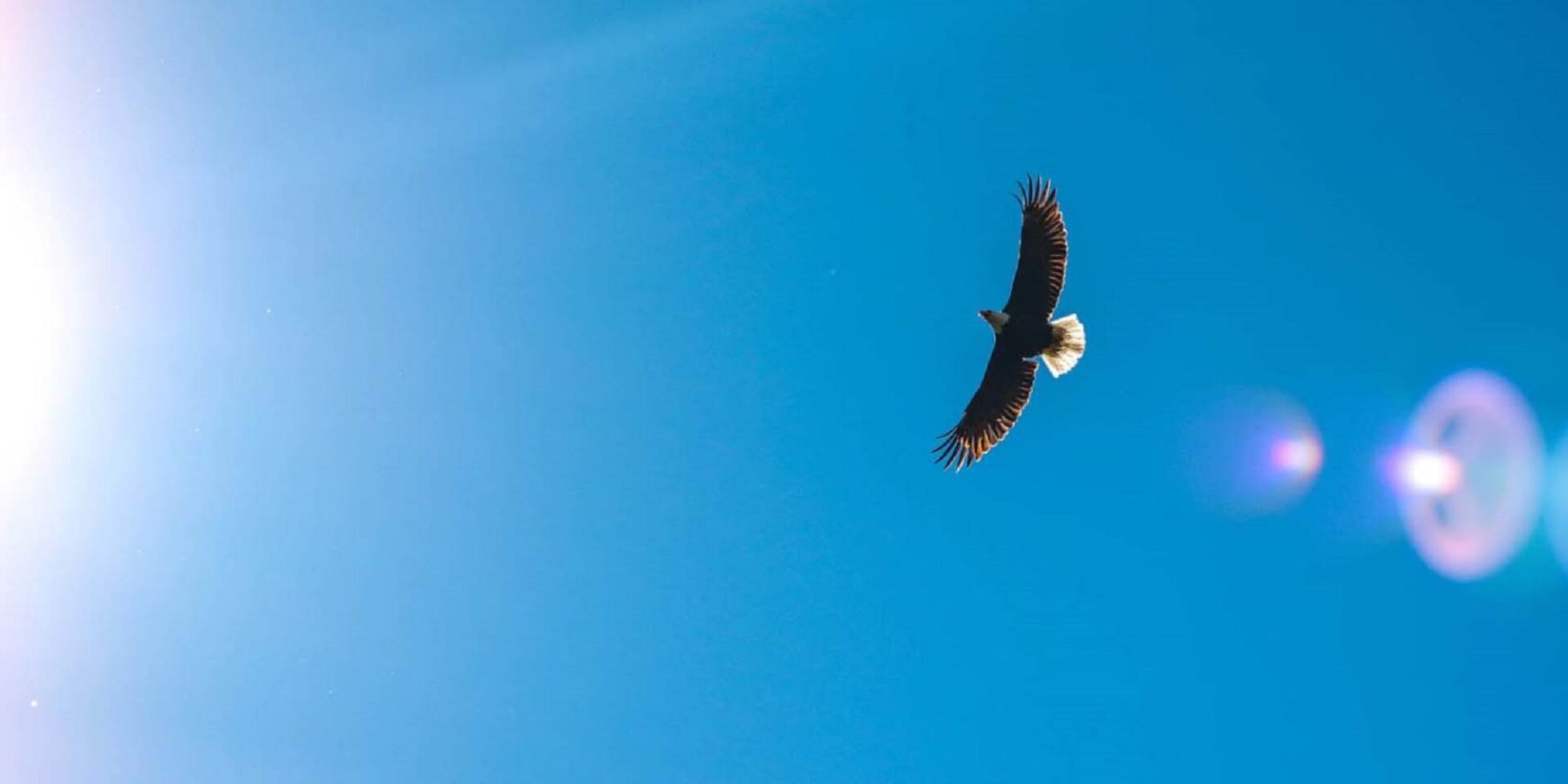 Αρπακτικά πουλιά φωλιάζουν στην Θεσσαλονίκη
