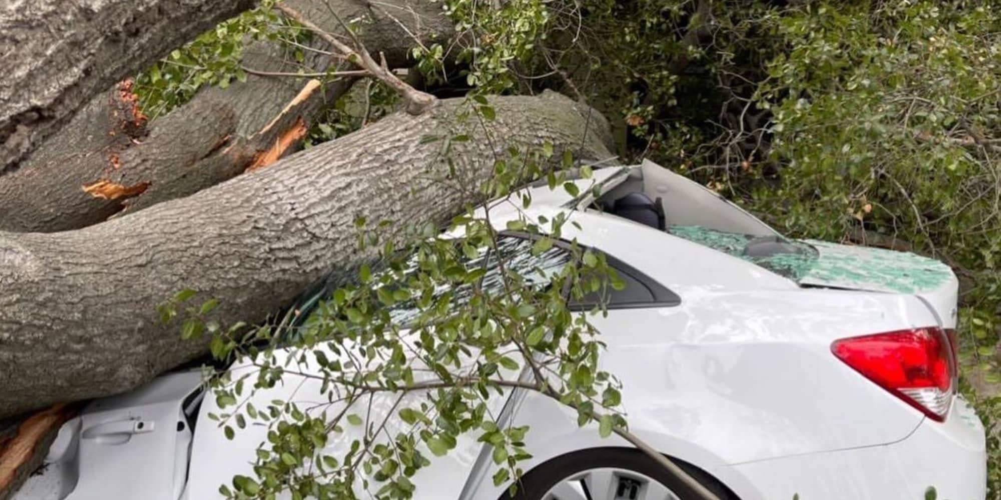 Αυτοκίνητο καταπλακώθηκε από δέντρο μετά την κακοκαιρία στην Καλιφόρνια των ΗΠΑ