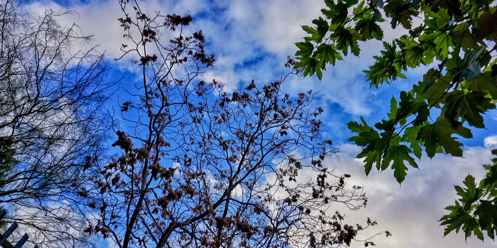 Συννεφιασμένος ουρανός κάτω από τις φυλλωσιές δέντρων