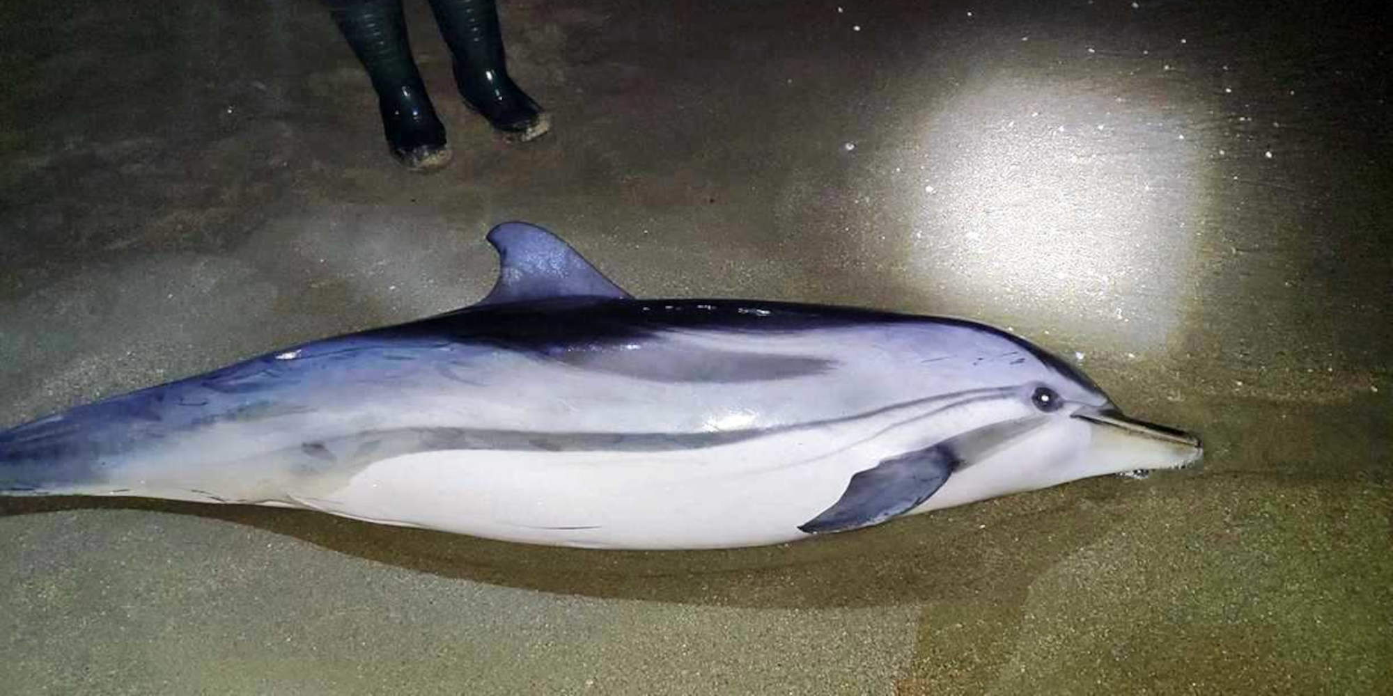 kavala delfini - Καβάλα: Δελφίνι δύο μέτρων ξεβράστηκε στην παραλία της Νέας Καρβάλης (εικόνα)
