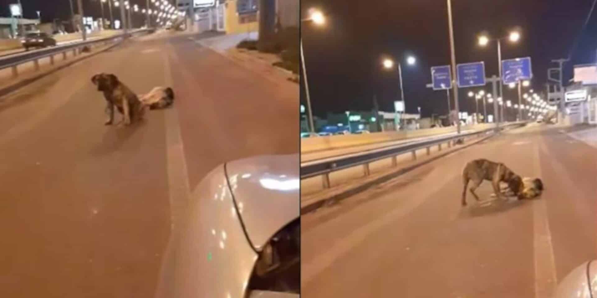 Η ανάρτηση με τα δυο σκυλάκια στην Κρήτη που έγινε viral