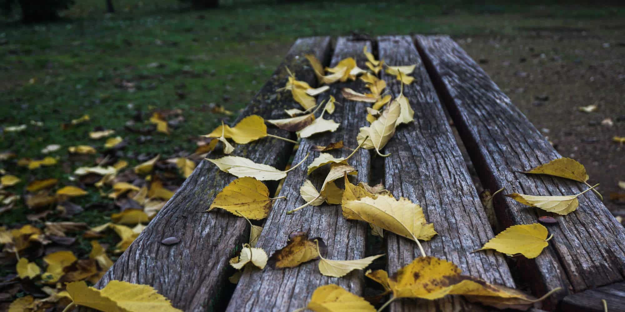 Κιτρινισμένα φύλλα σε παγκάκι πάρκου