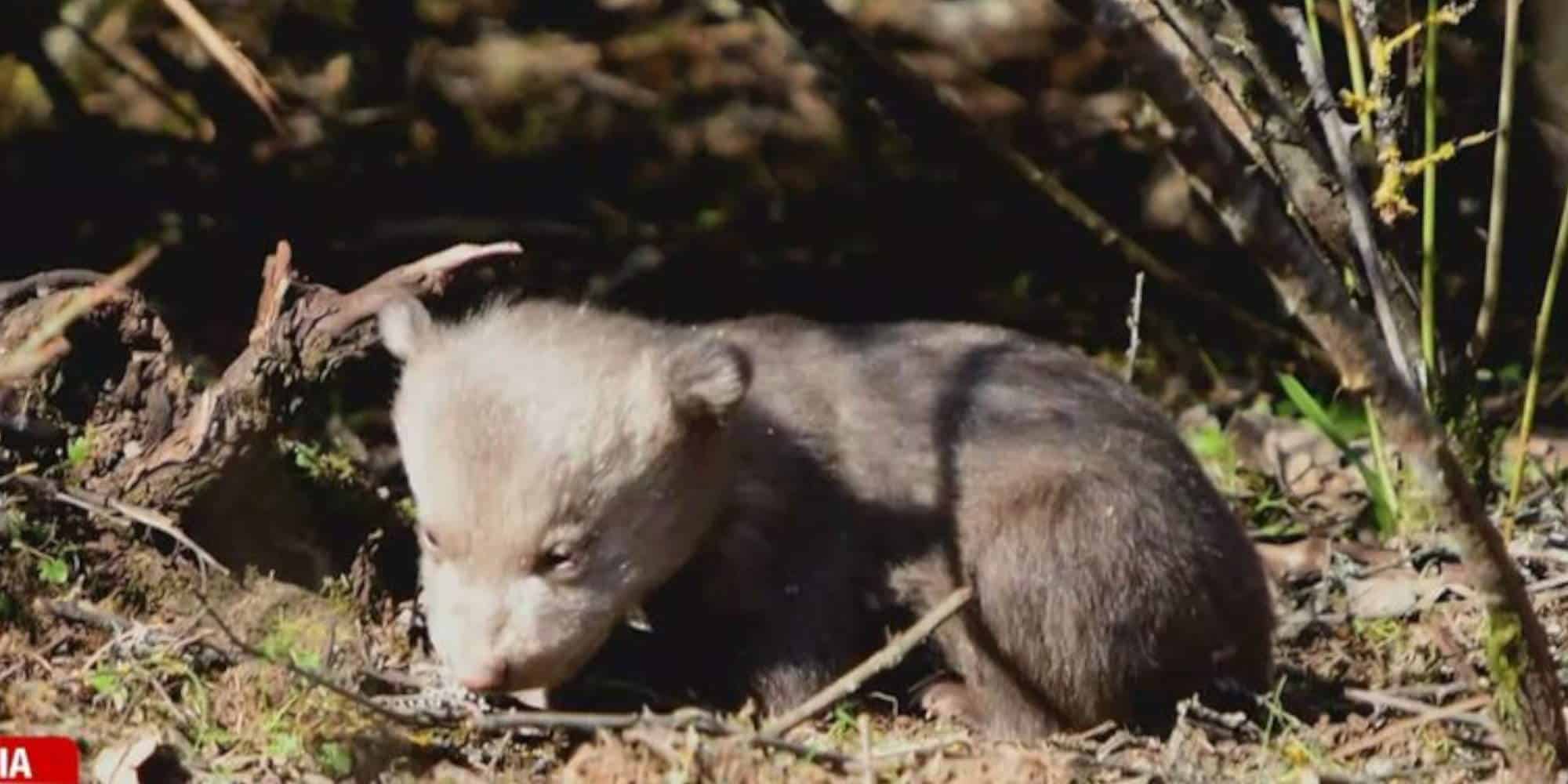 Ένα από τα δύο αρκουδάκια που βρέθηκαν σε χωράφι στην Καστοριά