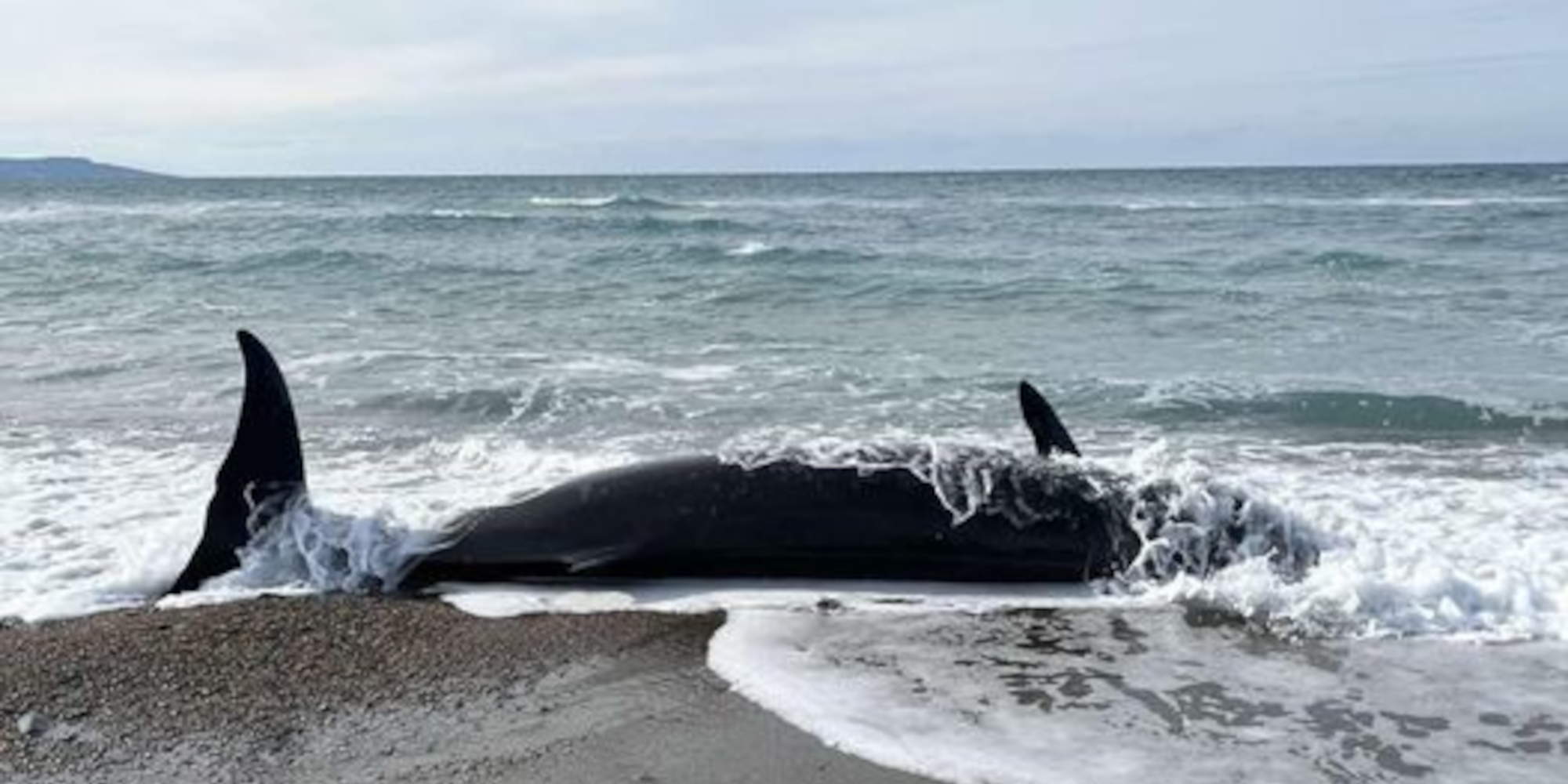 Μία από τις φάλαινες του είδους Ζιφιός που ξεβράστηκαν νεκρές στην Κύπρο / Φωτογραφία: Sigmalive
