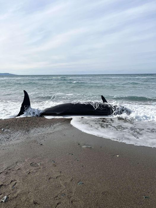 Νεκρές φάλαινες στις ακτές της Κύπρου / Φωτογραφία: Sigmalive