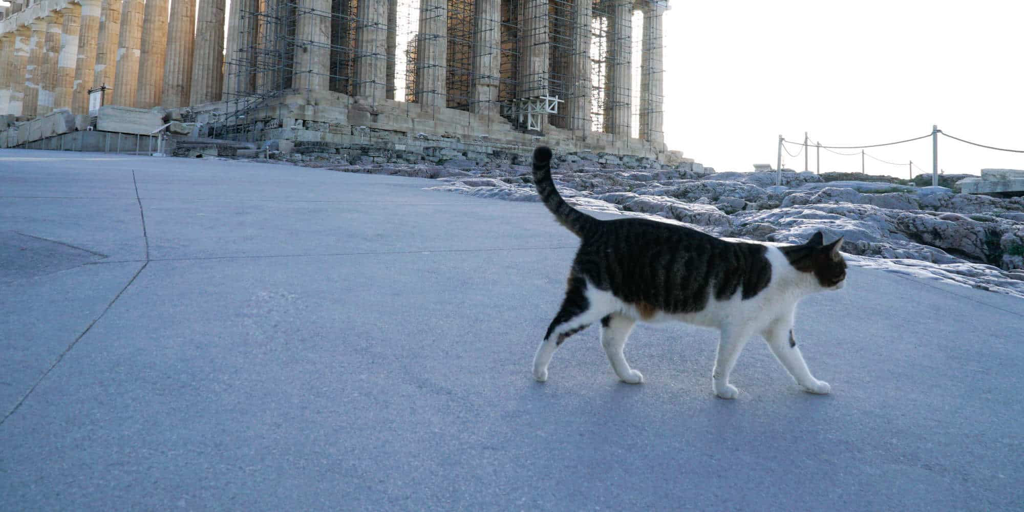 Γάτα στον Ιερό Βράχο της Ακρόπολης