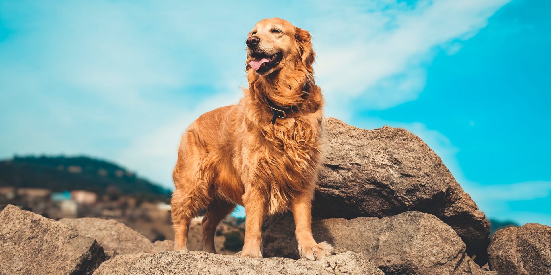 Ένα golden retriever