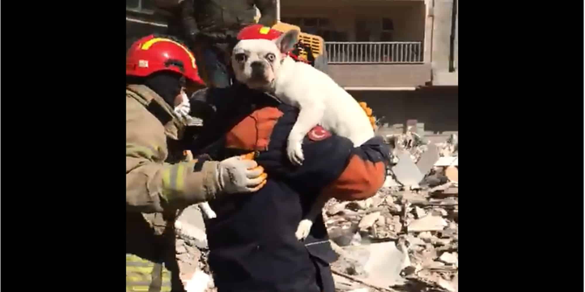 Η στιγμή διάσωσης σκύλου στον σεισμό στην Τουρκία