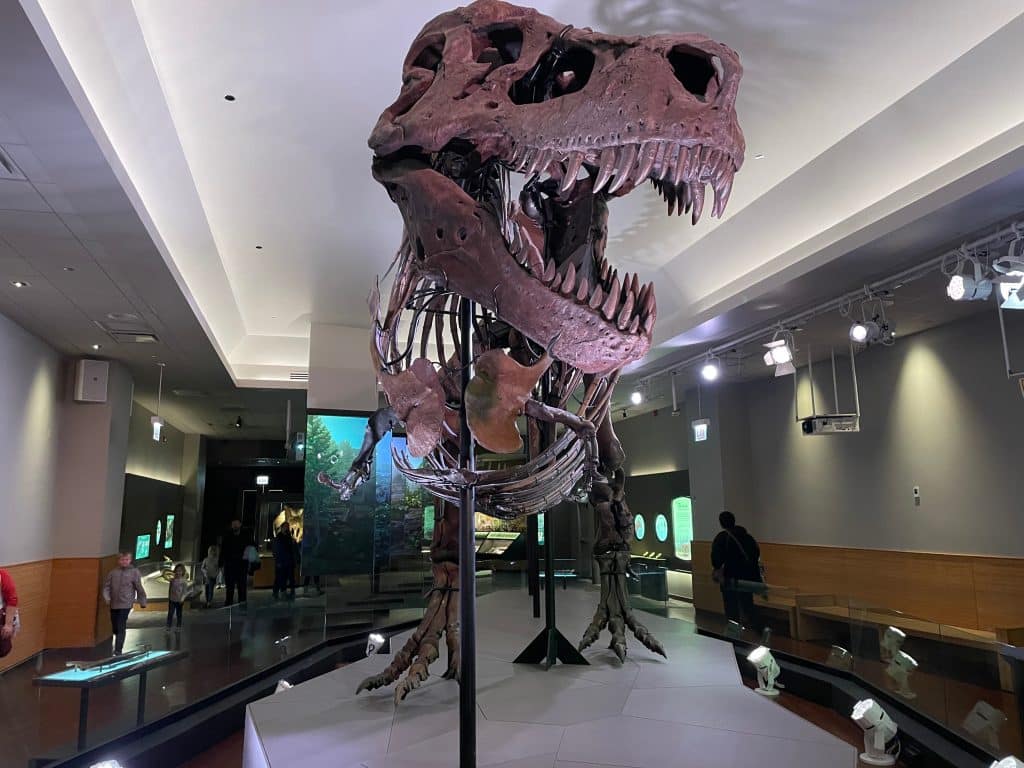 Ανατροπή: Τα μεγάλα δόντια του Τυραννόσαυρου Ρεξ δεν προεξείχαν, σύμφωνα με νέα μελέτη (εικόνες)