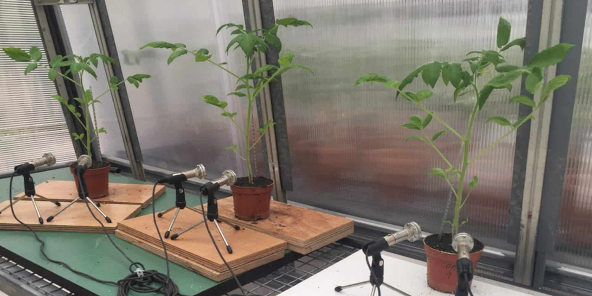 Επιστήμονες κατέγραψαν τους ήχους που εκπέμπουν τα φυτά όταν στρεσσάρονται
