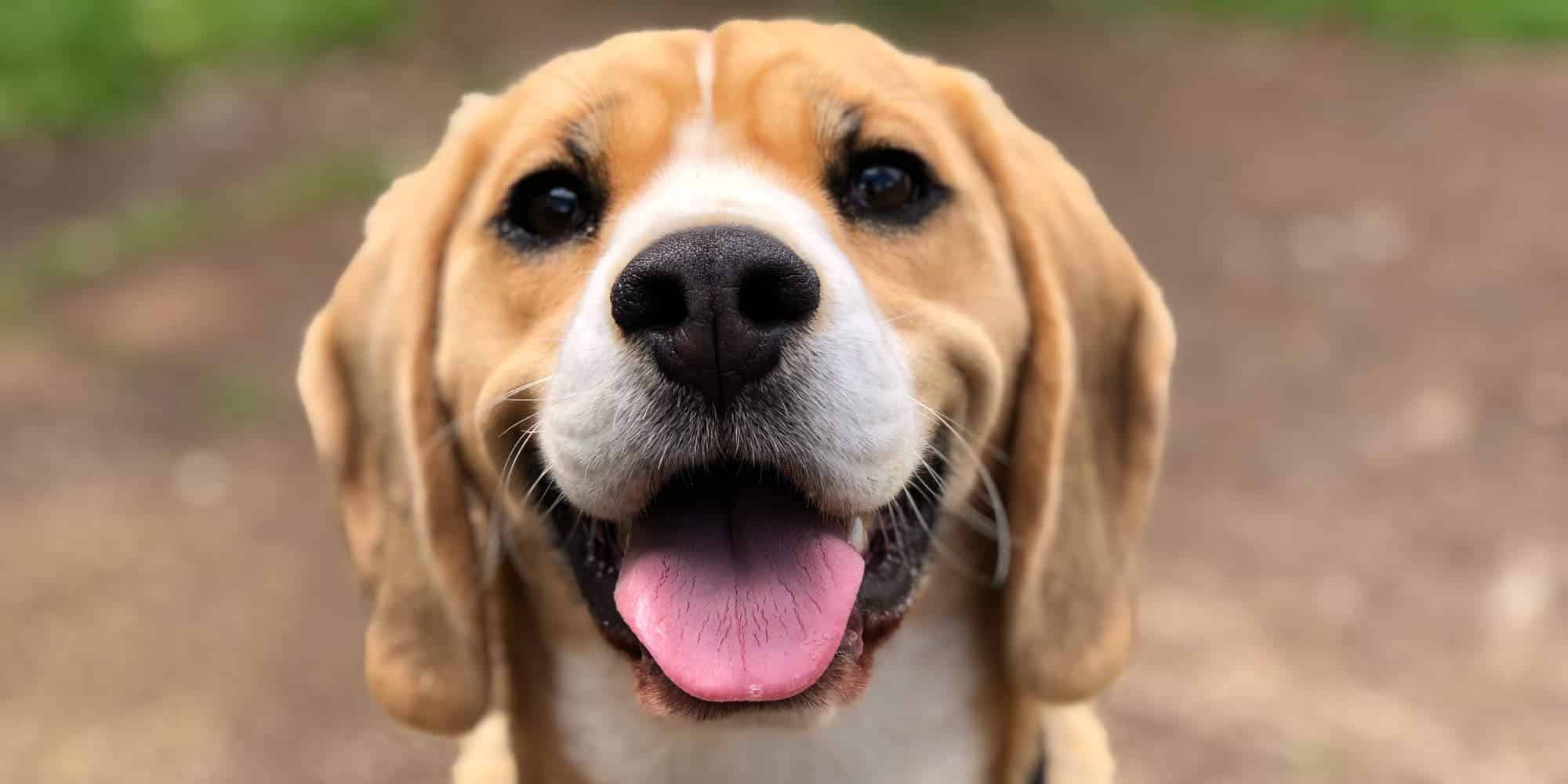 Ένας χαμογελαστός σκύλος