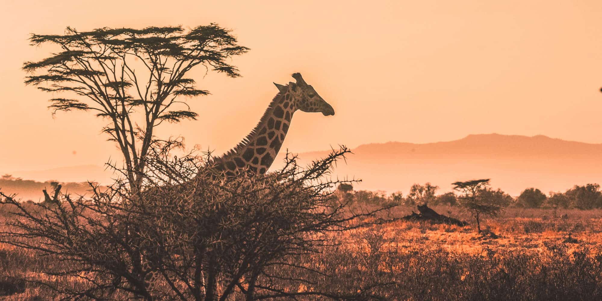 Εικόνα από την άγρια φύση στην Κένυα / Φωτογραφία: Unsplash