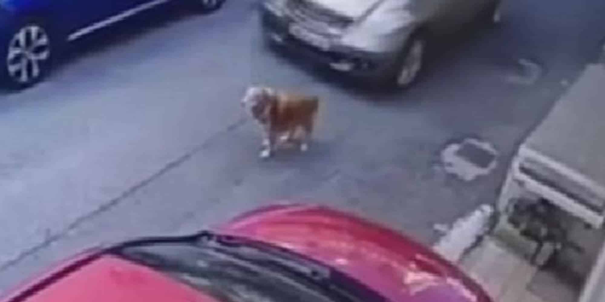 Ο άτυχος σκύλος που παρέσυρε γυναίκα οδηγός στο Ηράκλειο της Κρήτης