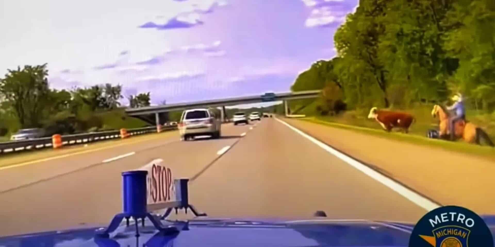 Η αγελάδα που βγήκε σε δρόμο στις ΗΠΑ
