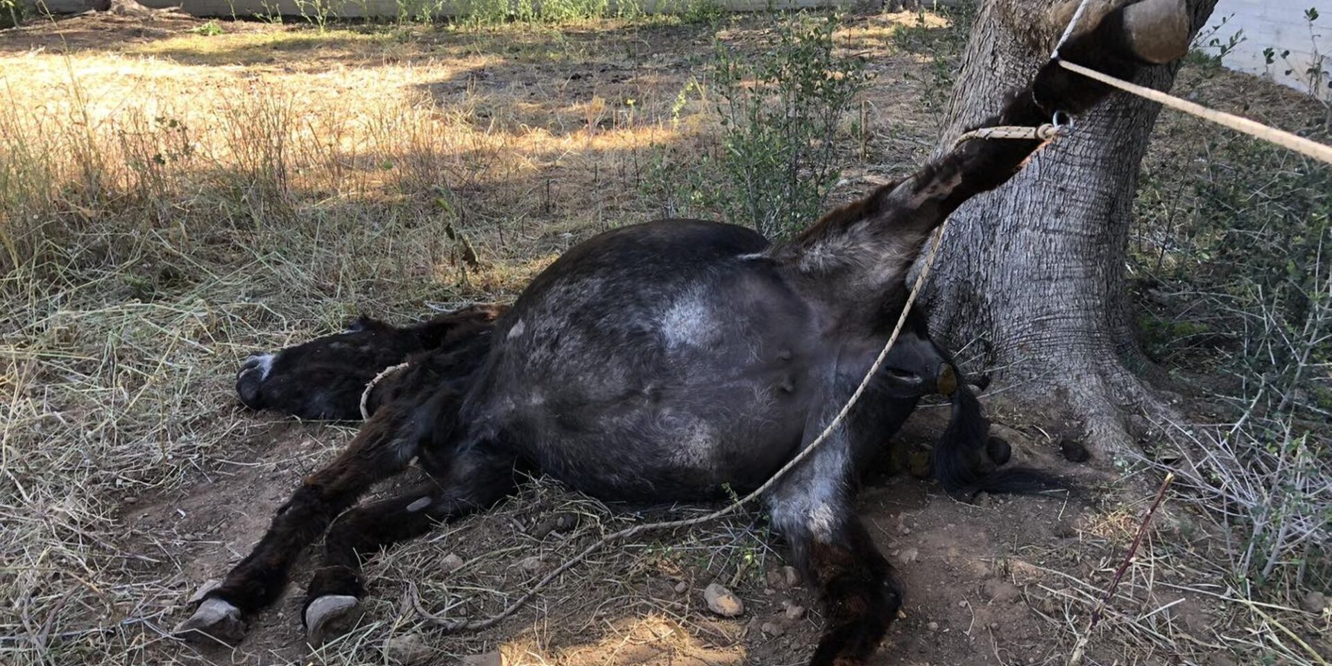 Γαϊδούρι βρέθηκε δεμένο στο Κορωπί