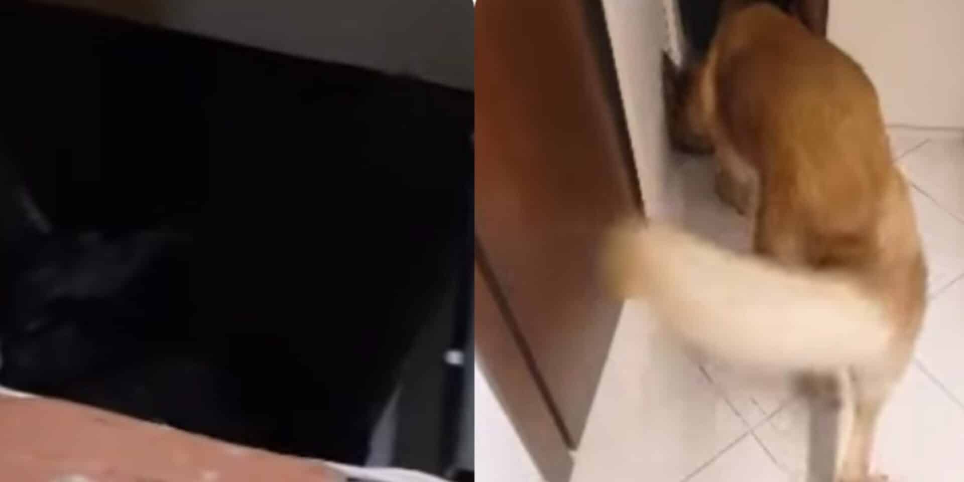 O σκύλος που βρήκε την κοκαΐνη