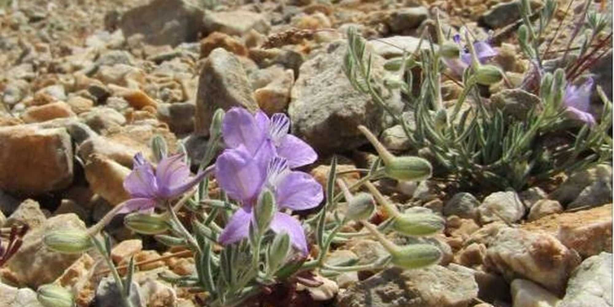 fyto samos 7 6 23 - Σπάνιο φυτό βρέθηκε μετά από 61 χρόνια στη Σάμο (εικόνα)