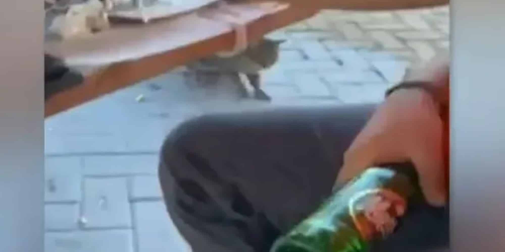Άνδρας χτύπησε γάτα με μπουκάλι στο κεφάλι στη Θάσο - Θάσος