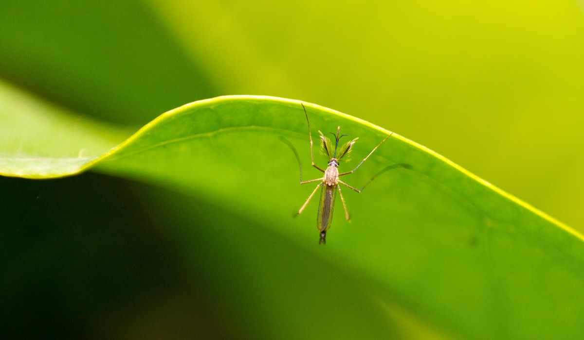 Ένα κουνούπι πάνω σε ένα φυτό