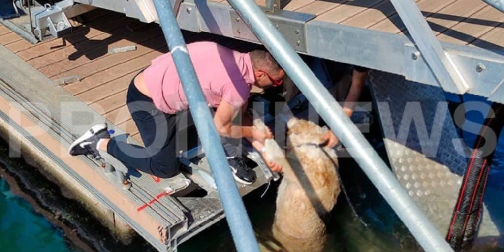 Ασυνείδητος στην Καβάλα κλώτσησε και έριξε αδέσποτο σκύλο στη θάλασσα