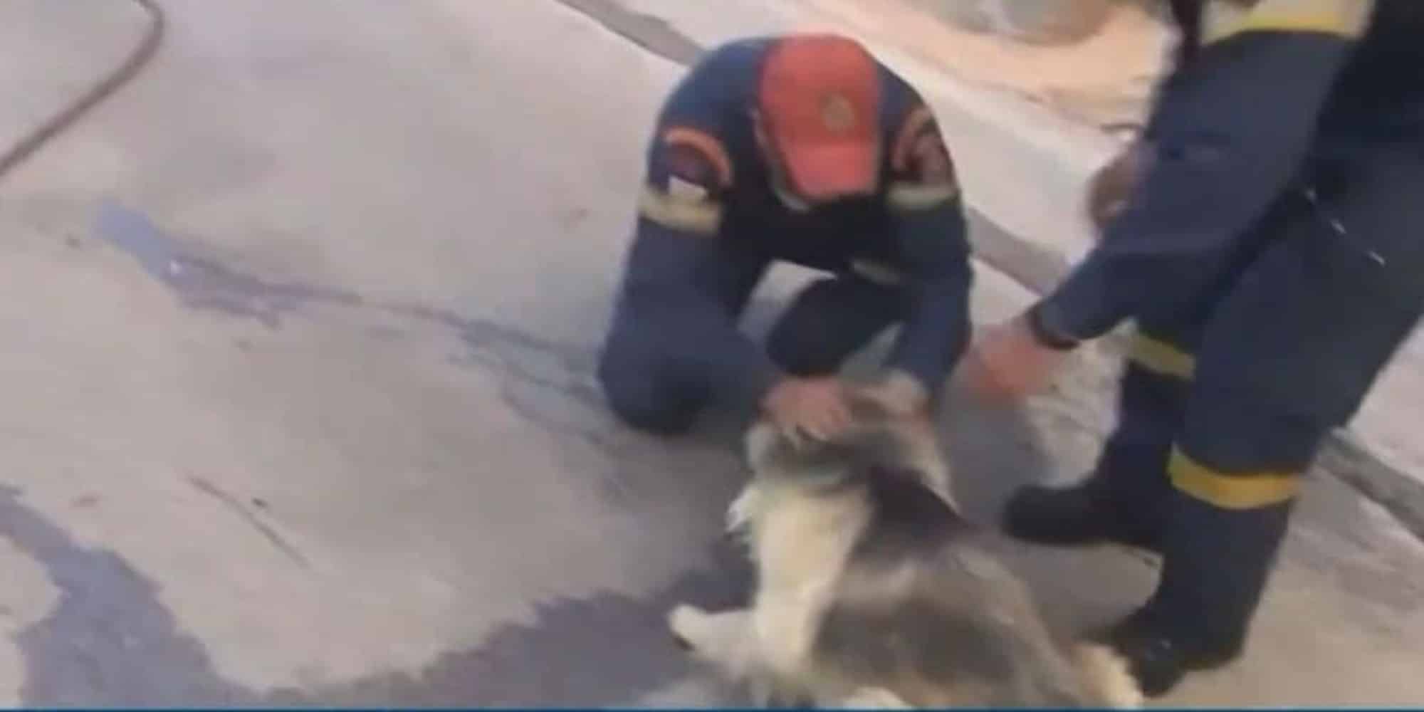 Ο σκύλος που απομακρύνεται από τους πυροσβέστες