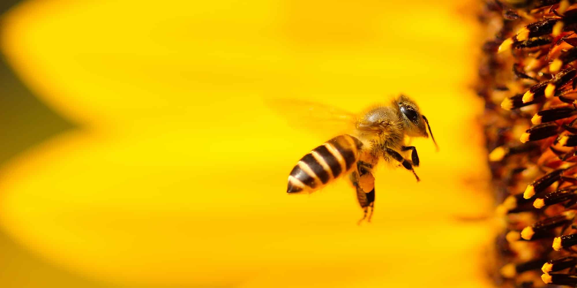 Μέλισσα πάνω σε λουλούδι