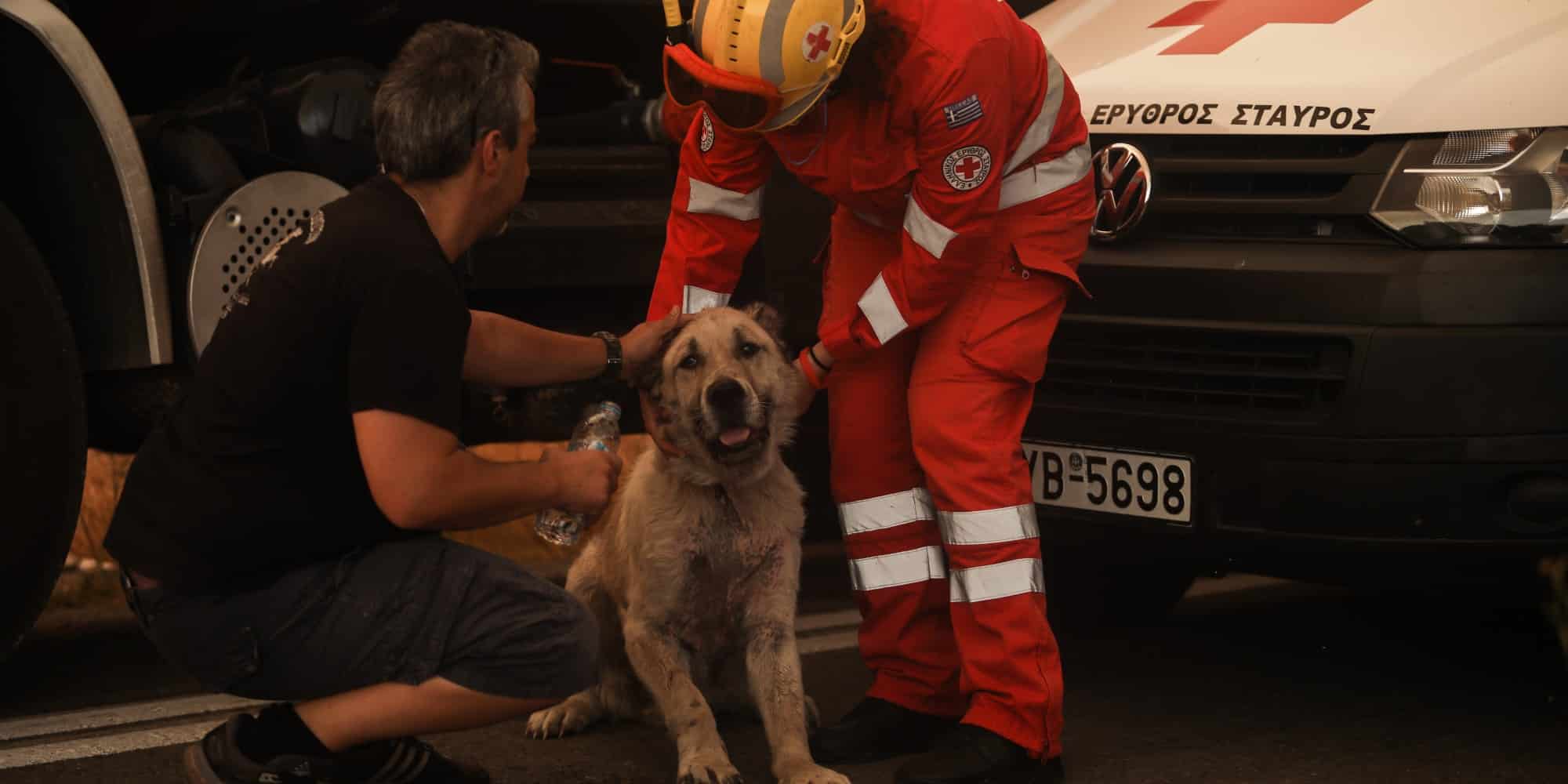 Διασώστες έσωσαν σκύλο από πυρκαγιά