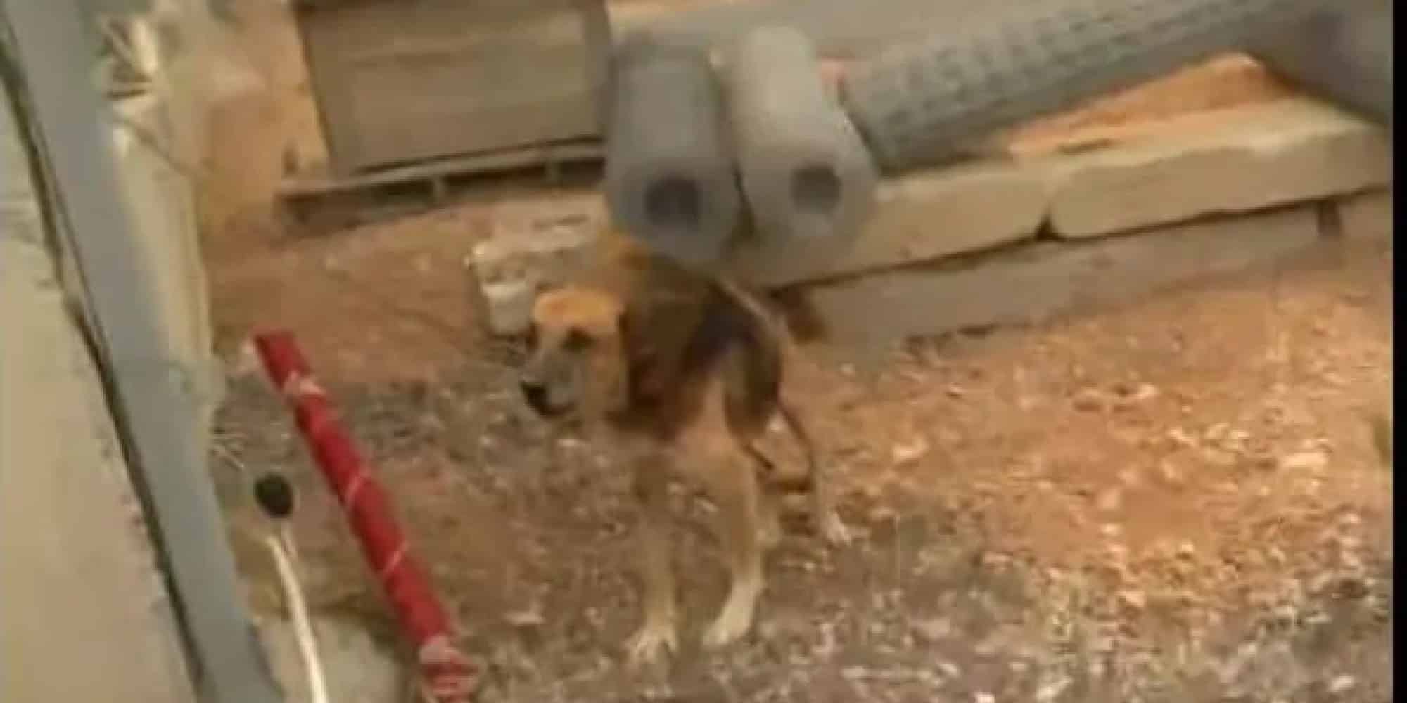 Σκυλί ήταν δεμένο σε επιχείρηση στη Μάνδρα