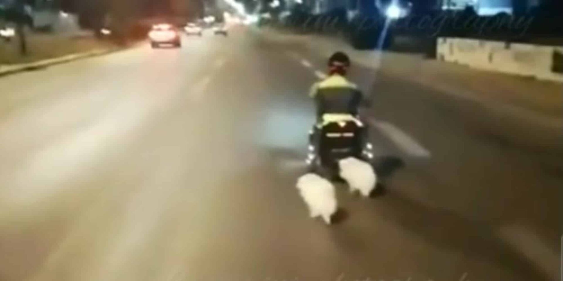 O 40χρονος και τα δύο σκυλάκια που παρασύρθηκαν και σκοτώθηκαν στη Βάρκιζα