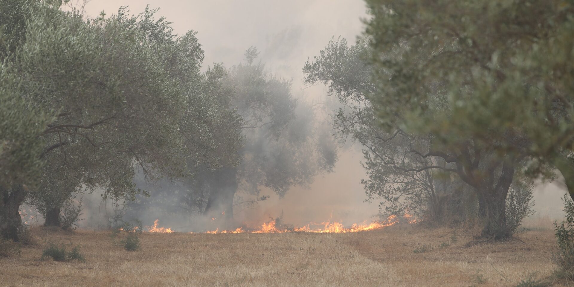 Φωτιά στην Αλεξανδρούπολη