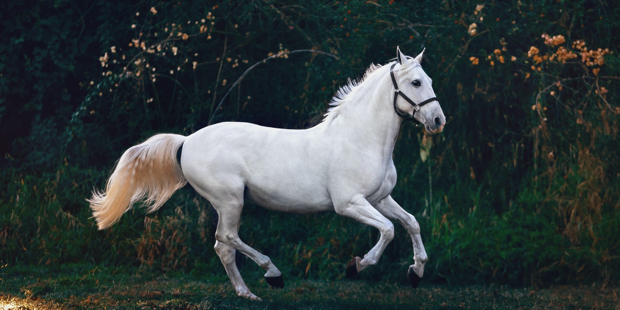 Ένα λευκό άλογο