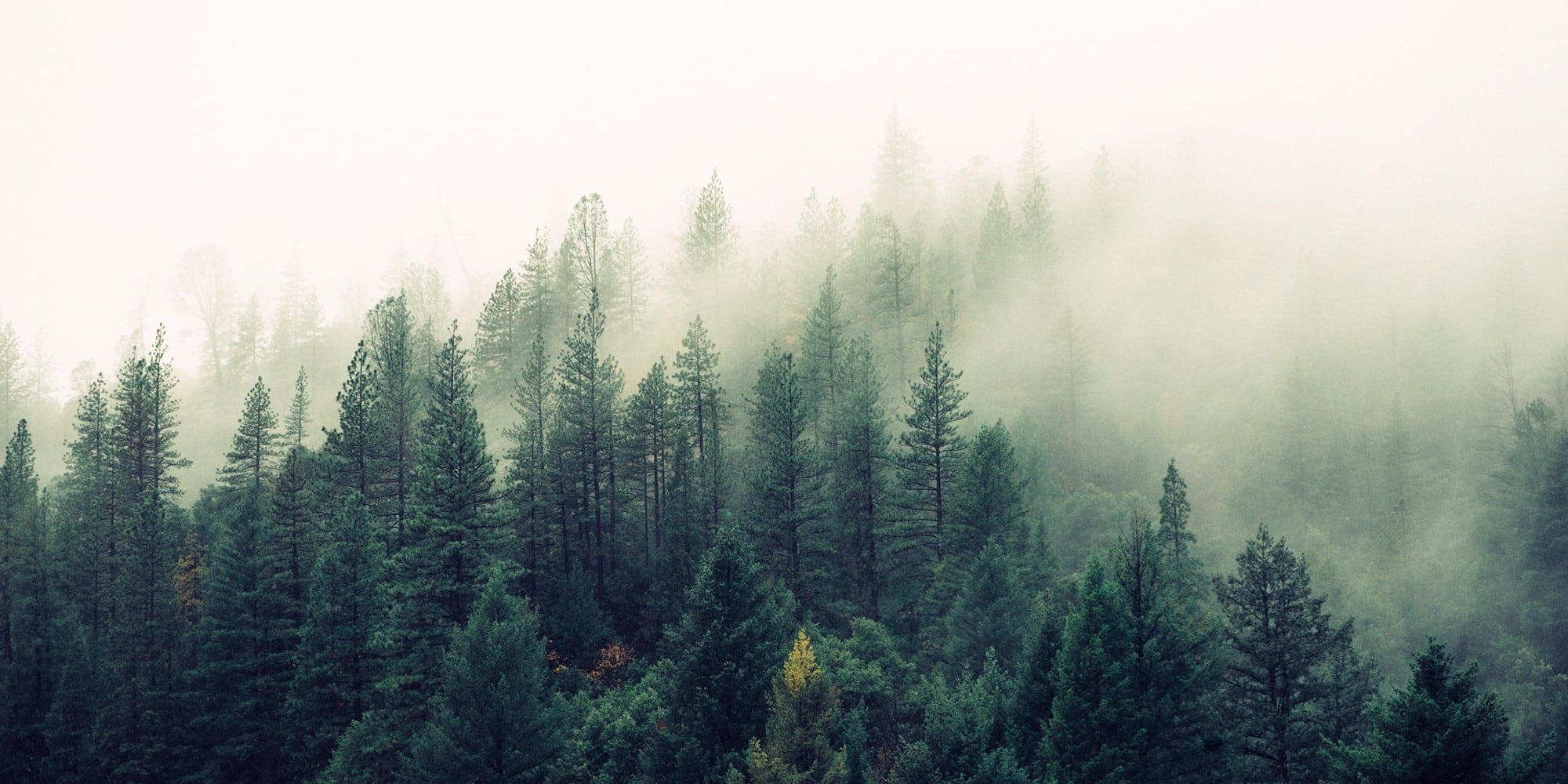 Ένα δάσος με ομίχλη