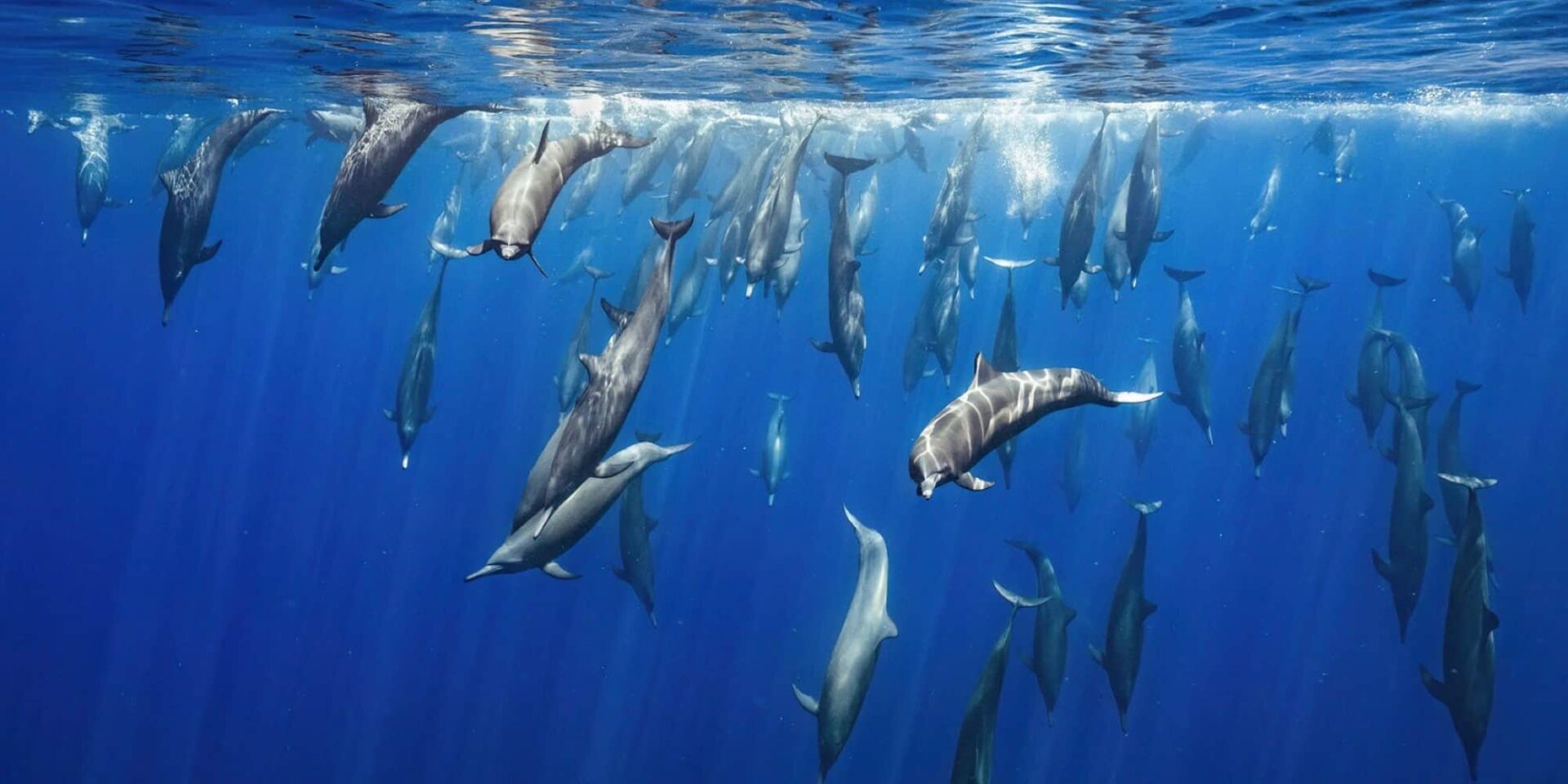 Οι νικητές του διαγωνισμού 2023 Nature inFocus Photography Awards