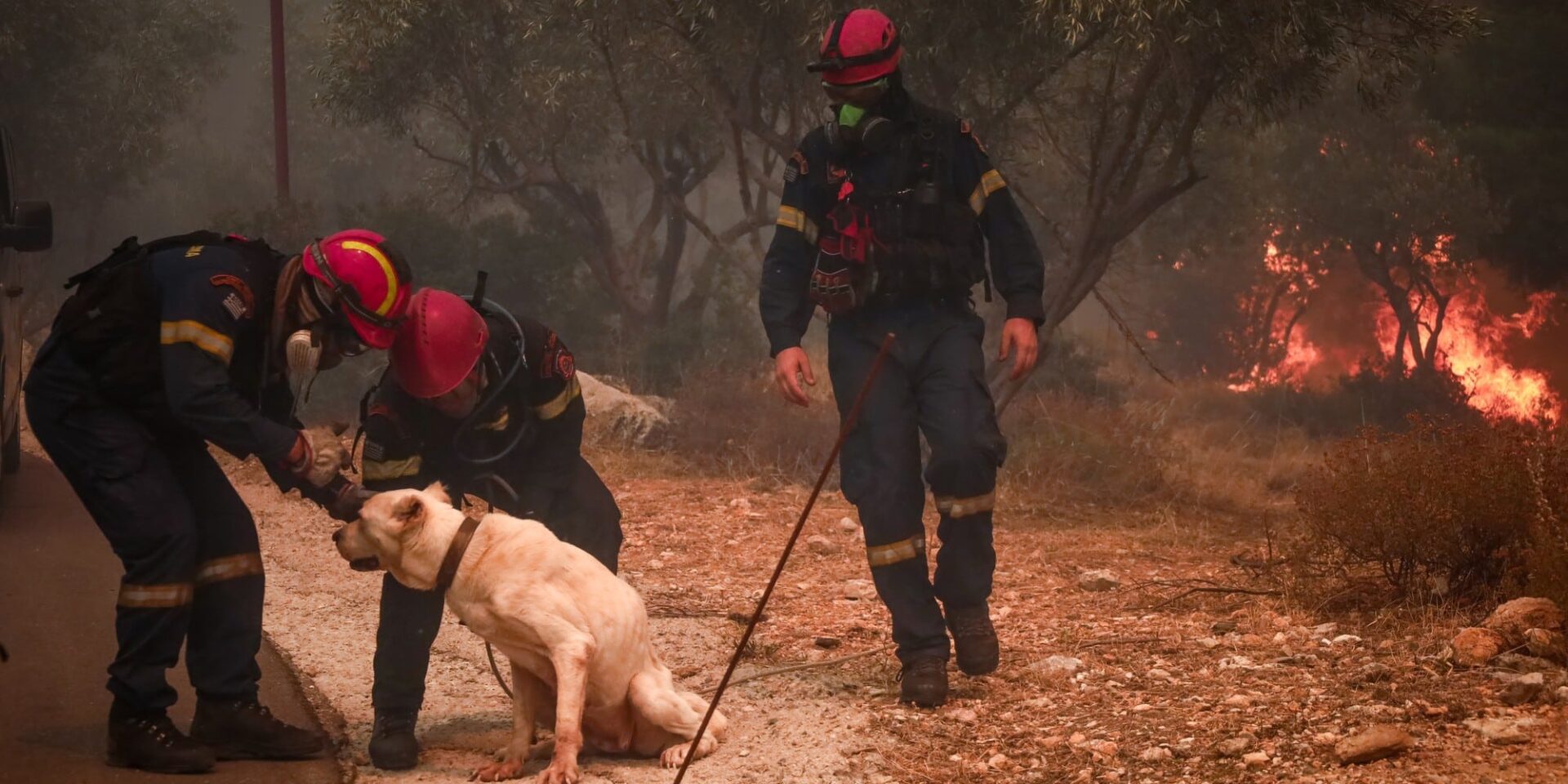 Φωτιά στη Φυλή