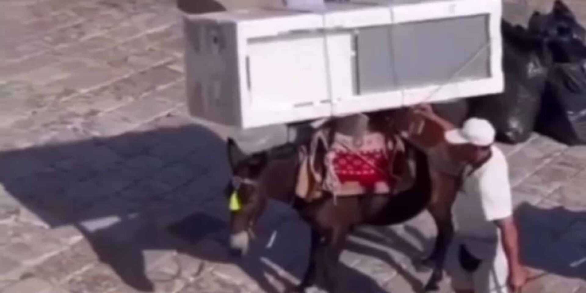 Το γαϊδούρι στην Ύδρα με το ψυγείο στην πλάτη του