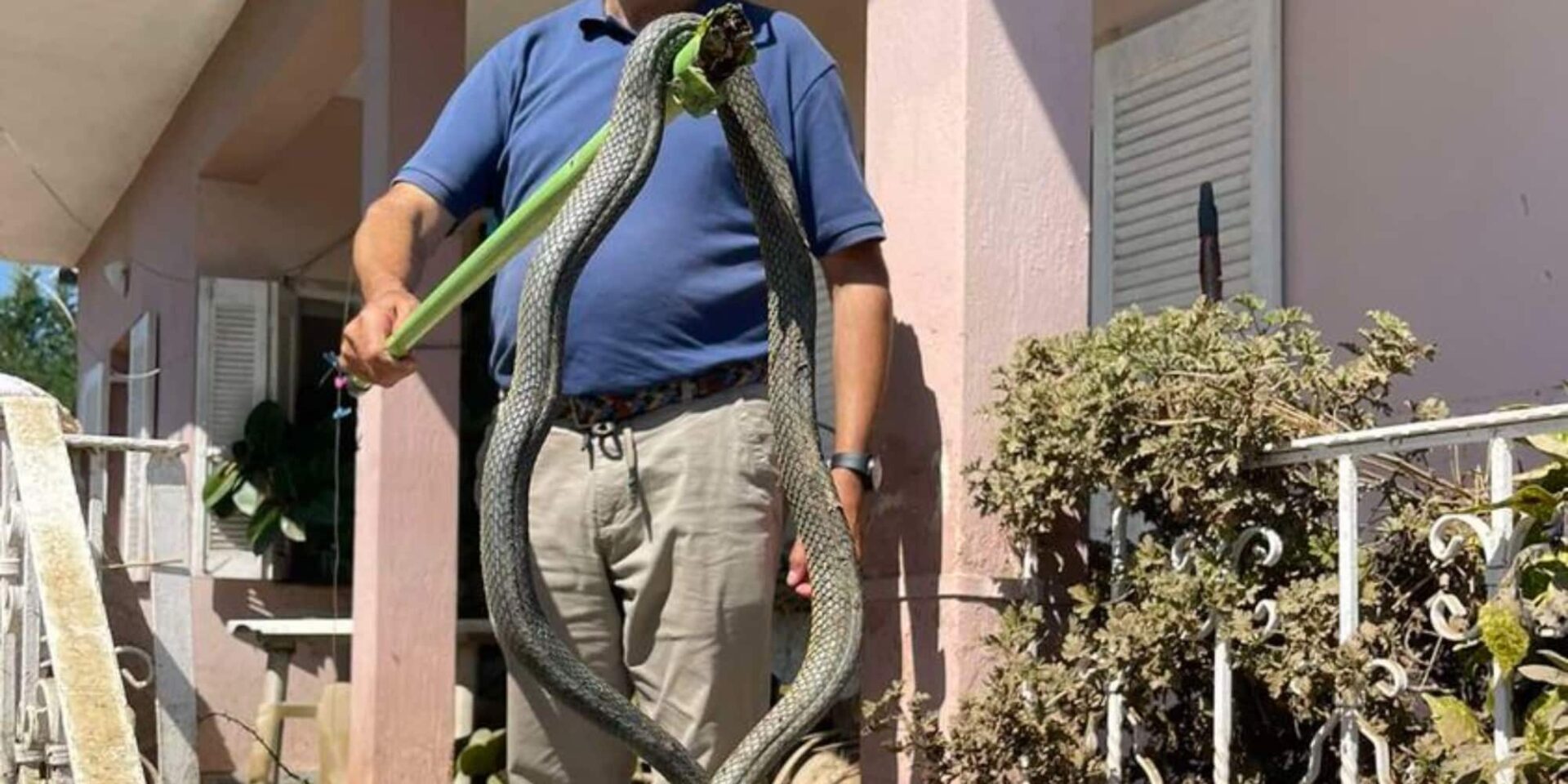 Το φίδι που βρέθηκε στον Παλαμά