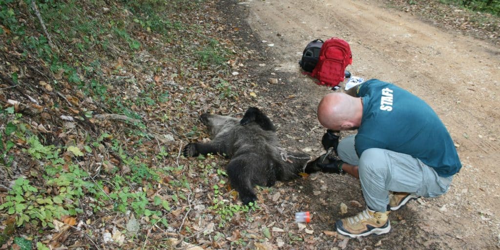 Λαθροκυνηγός σκότωσε αρκουδάκι στη Φλώρινα