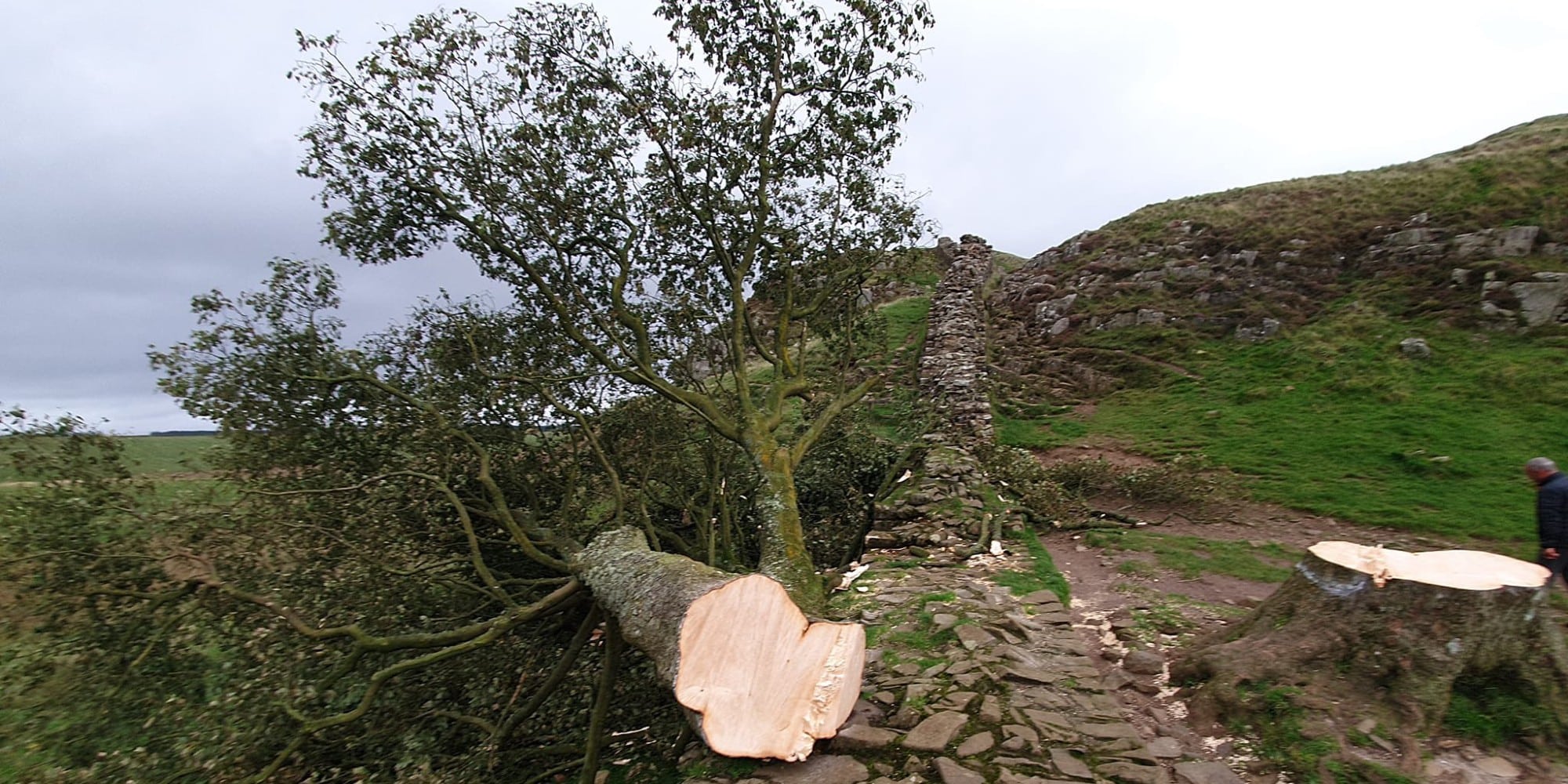 Βάνδαλοι έκοψαν με πριόνι το «δέντρο του Ρομπέν των Δασών» στη Βρετανία