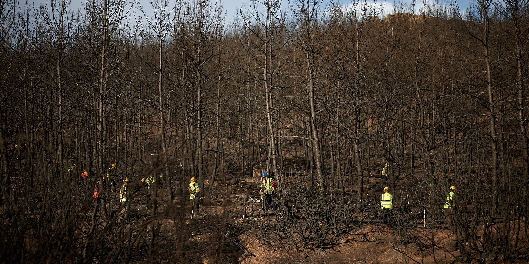 Δάσος στην Αλεξανδρούπολη μετά την πυρκαγιά του καλοκαιριού